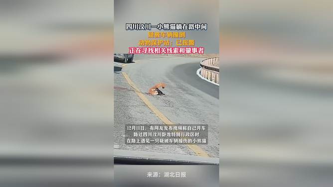 一小熊貓?zhí)稍诼分虚g疑被車撞，生命脆弱需警醒保護意識，小熊貓遭遇車禍，呼吁加強保護意識，警醒生命脆弱