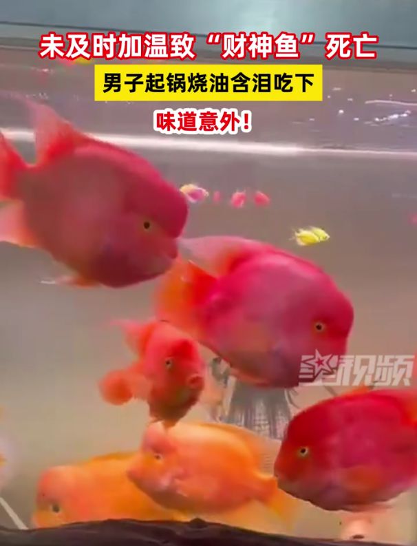 財神魚死亡與男子起鍋燒油含淚吃下的故事，男子含淚烹飪財神魚，死亡與食欲的交織故事