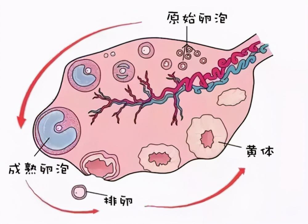 如何正確理解黃體破裂，黃體破裂的正確理解方式