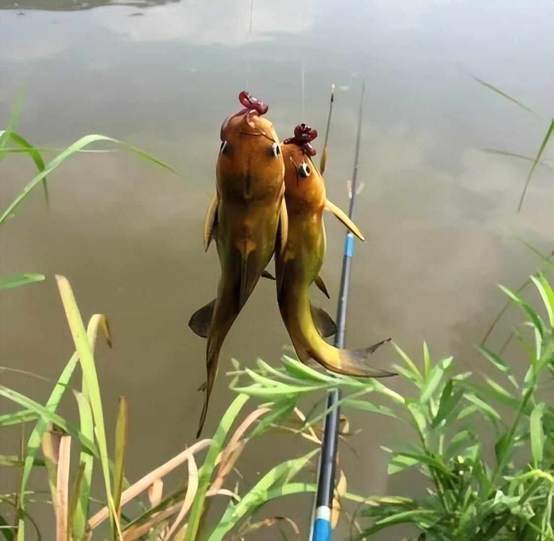 釣魚技巧分享，提高釣魚成功率的關(guān)鍵要素，揭秘釣魚技巧，提升成功率的關(guān)鍵要素解析