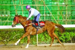 關(guān)于澳門特馬今晚開獎的討論，澳門特馬今晚開獎討論背后的犯罪風險警示