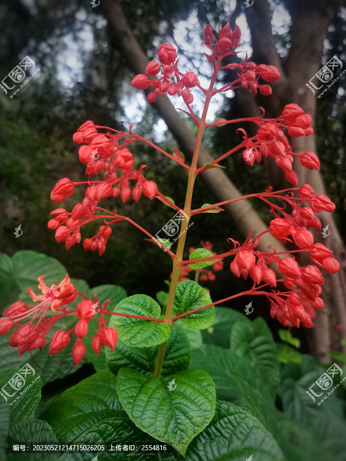 狀元紅97049精準(zhǔn)資料，探索與解析，狀元紅97049精準(zhǔn)資料深度解析與探索