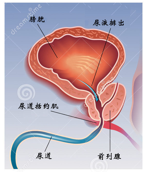 前列腺增大，藥物治療的選擇與效果分析，前列腺增大，藥物治療選擇與效果解析