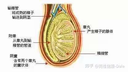 關(guān)于睪丸酮能否促進二次發(fā)育的問題探討，關(guān)于睪丸酮對二次發(fā)育影響的探討（敏感話題，請謹慎處理）